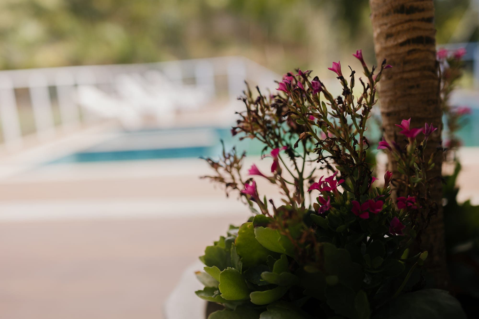 Flores rosadas em primeiro plano com a piscina ao fundo